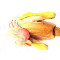 Gallo Livornese 