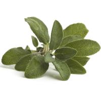 SALVIA  VASCHETTA