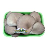 FUNGHI PLEOROTUS