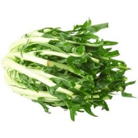 Puntarelle di catalogna, confezionate 