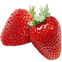 Fragole Bio