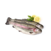.TROTA IRIDEA SALMONATA PULITA 