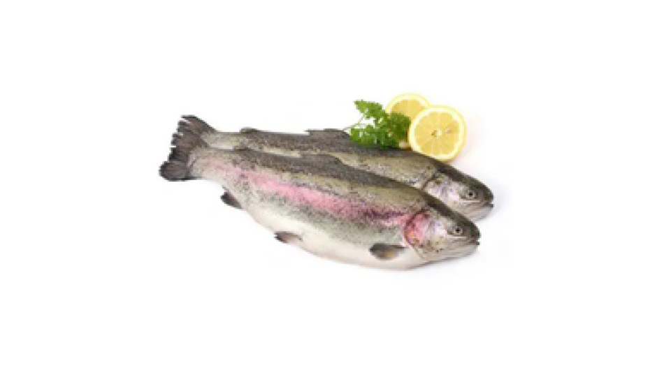 .TROTA IRIDEA SALMONATA PULITA 
