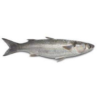 Cefalo