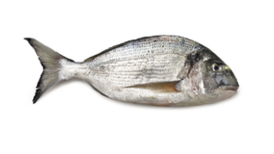 .FILETTO DI ORATA 
