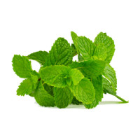 Menta