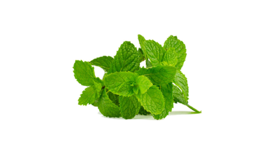 Menta