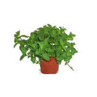 Menta in vaso