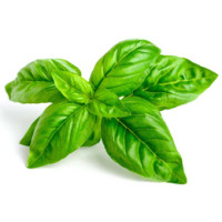Basilico