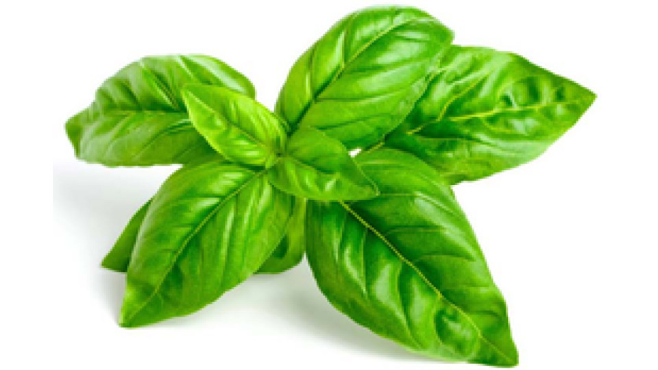 Basilico Bio