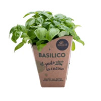 Basilico classico