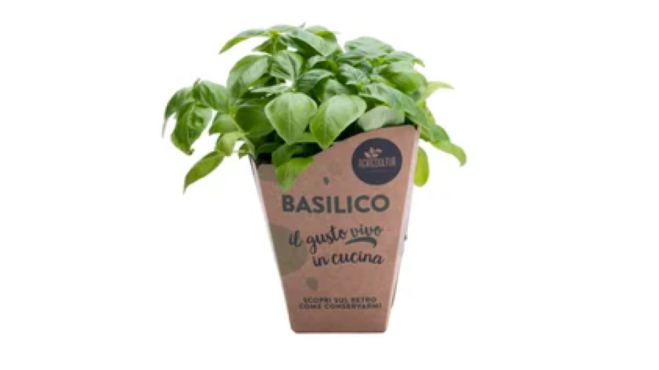 Basilico classico