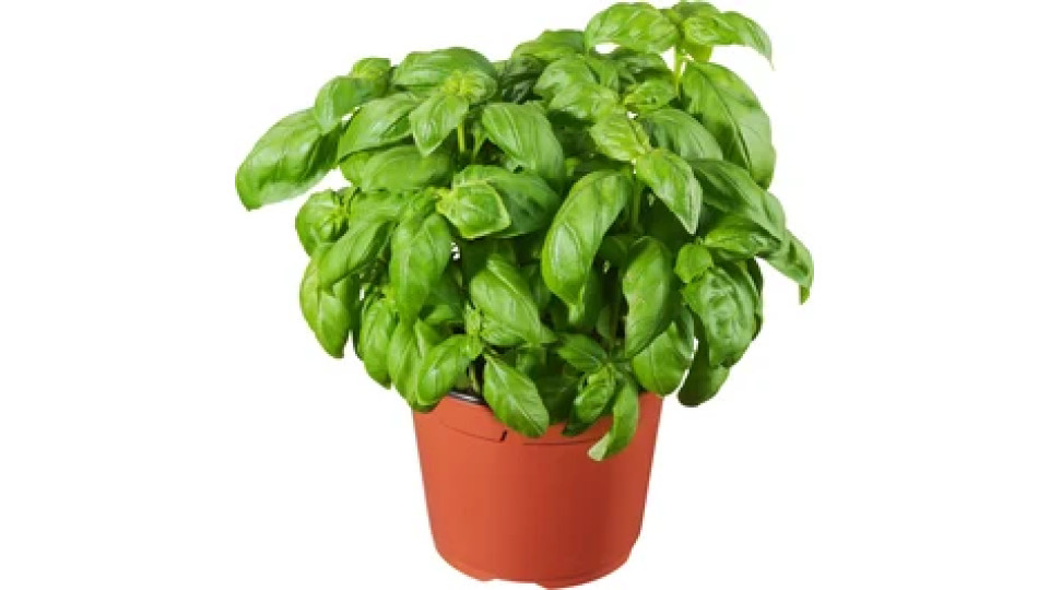 Basilico Vaso 8/9 cm Plastic Free Bio