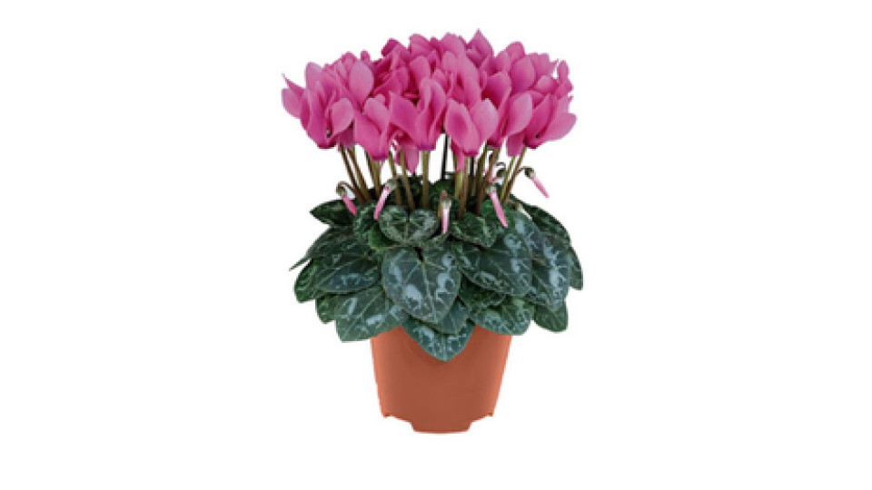 Ciclamino in Vaso Colori Assortiti