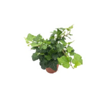 Edera in Vaso 9 cm