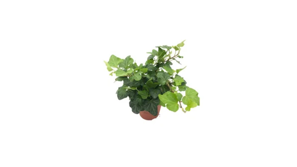 Edera in Vaso 9 cm