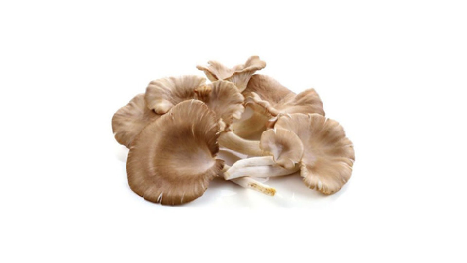 Filiera Qualità Carrefour Funghi Plerotus