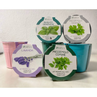 Hortus Sementi Kit Semina Aromi/Fiori Latta H