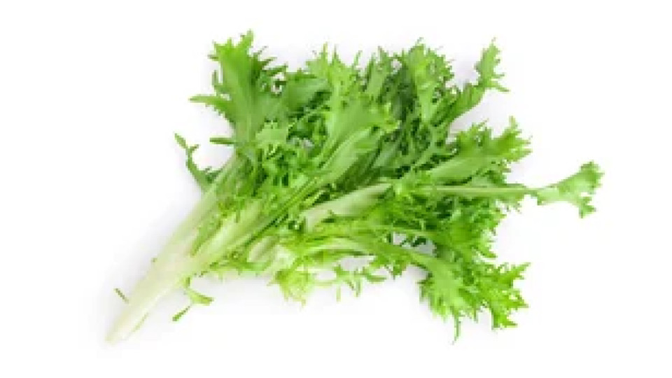 Insalata Cicoria Milano Sfusa