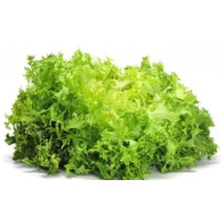 Insalata indivia riccia sfusa categoria I origine Italia
