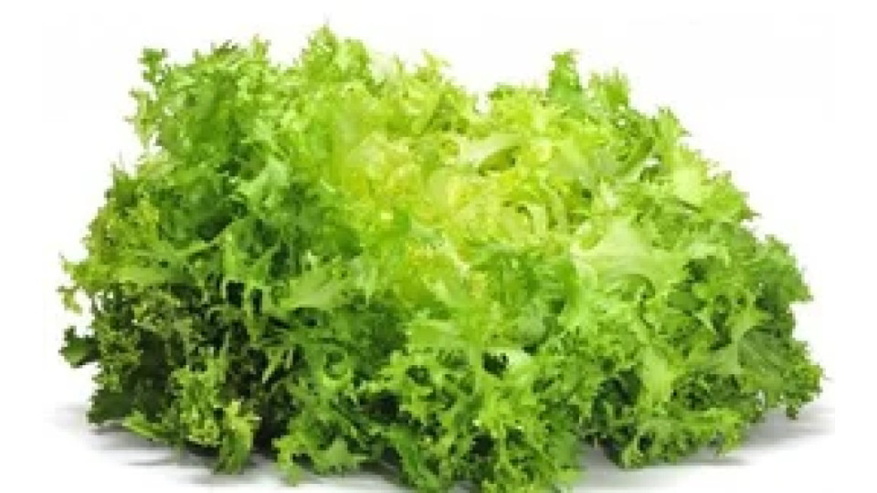 Insalata indivia riccia sfusa categoria I origine Italia