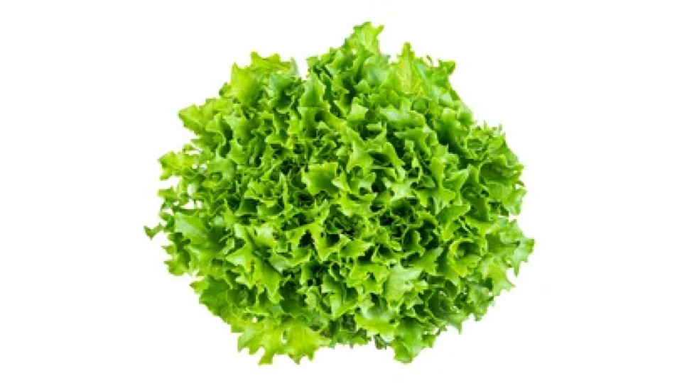 Insalata scarola sfusa categoria I