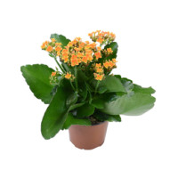 Kalanchoe Calandiva Colori Assortiti Vaso 11 cm