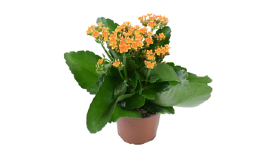 Kalanchoe Calandiva Colori Assortiti Vaso 11 cm
