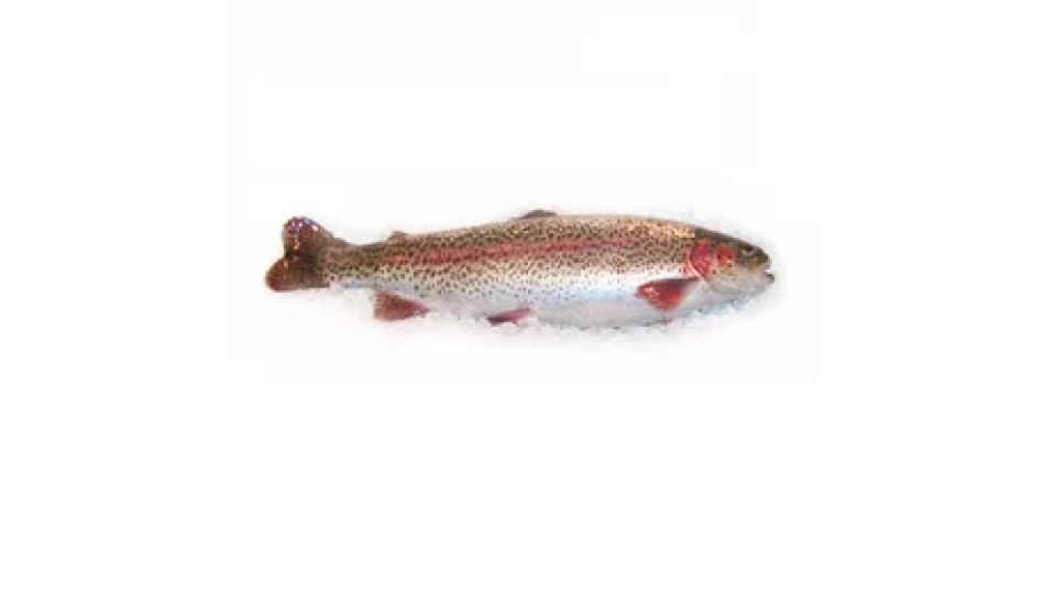 Trota Salmonata Il Mercato