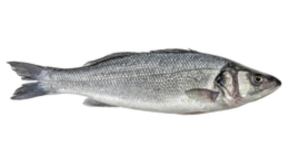 Branzino di Orbetello Terre d'Italia