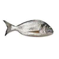 Orata Eviscerata Pulita Allevata Croazia
