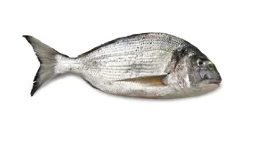 Orata Eviscerata Pulita Allevata Croazia