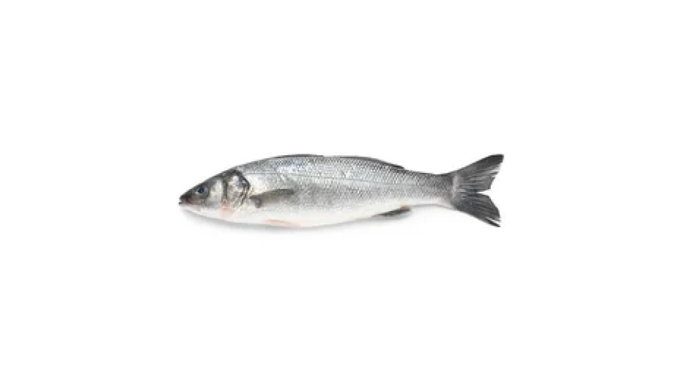 Branzino 2/300