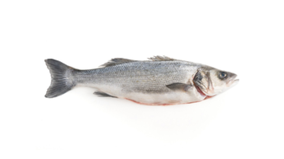 Branzino 500/1000 Selvaggio