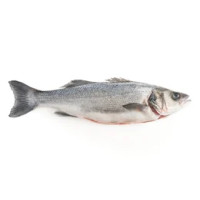 Branzino Allevato 4/600