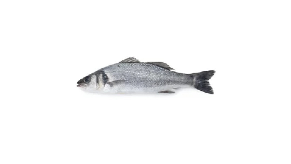 Branzino Croazia 300/600