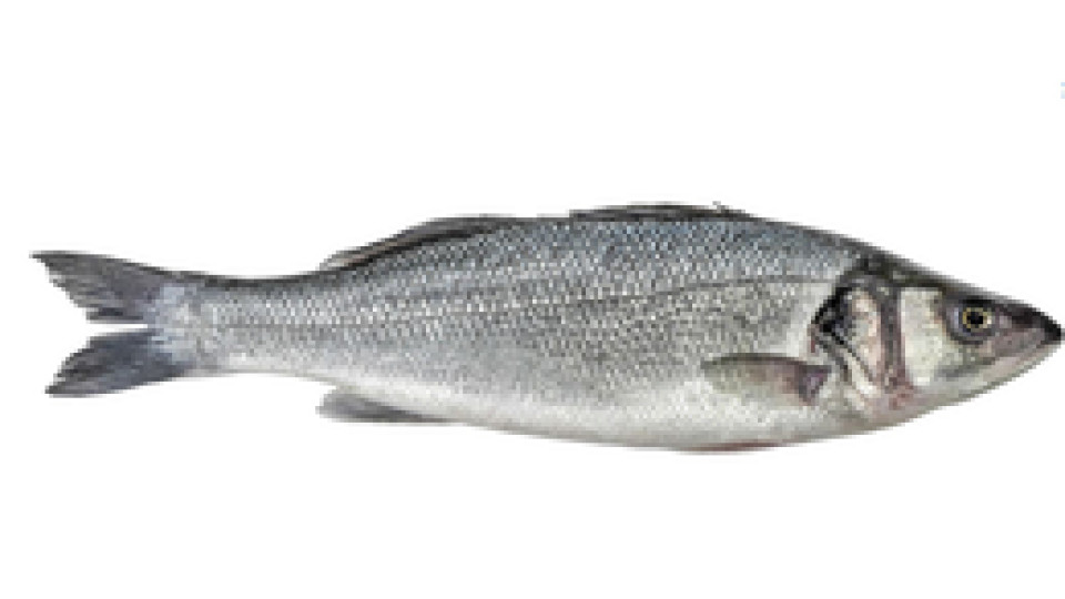Branzino Croazia Allevato nel Mar Adriatico 600/800