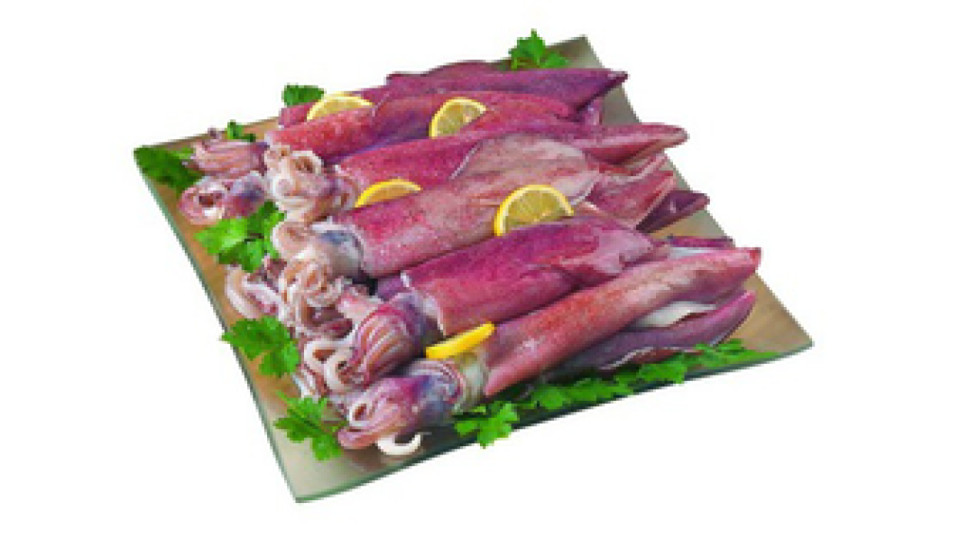 Calamari pescati Oceano Atlantico con reti da traino