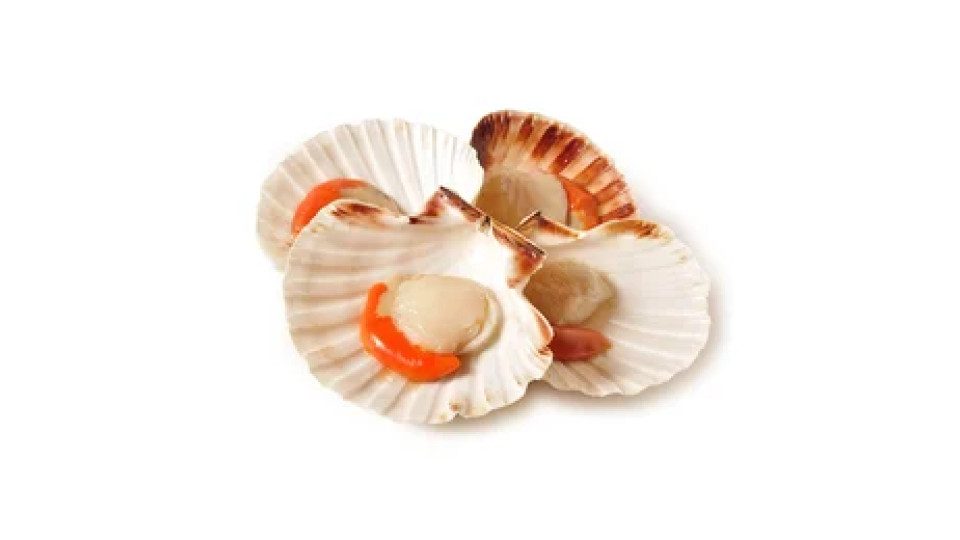 Cappesante atlantiche mezzo guscio pescato Oceano Atlantico con draghe