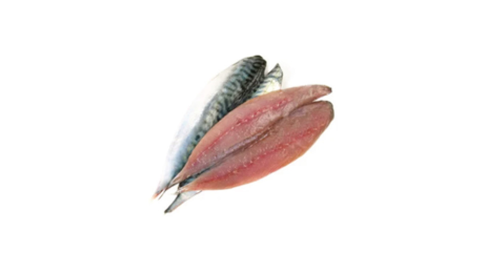 Filetto di Sardina