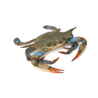 Granchio Blu nuotatore eviscerato