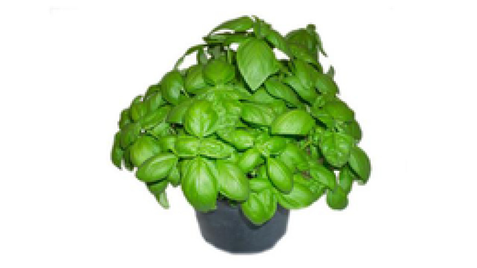 Basilico
