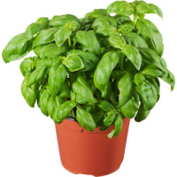 Basilico in vaso