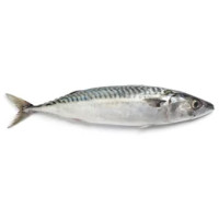 Sgombro 500 g