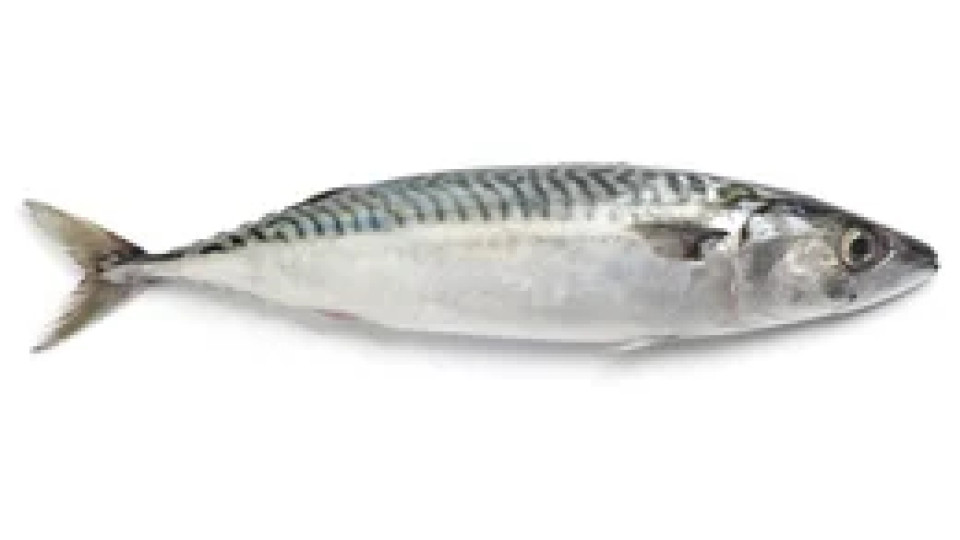 Sgombro 500 g