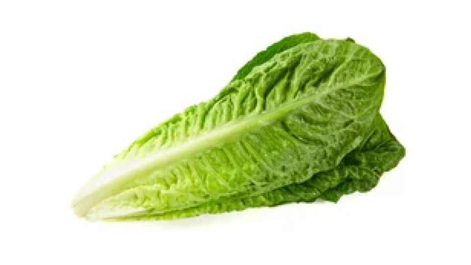 1 x cespo Insalata Lattuga Romana sfusa cat. I origine Italia