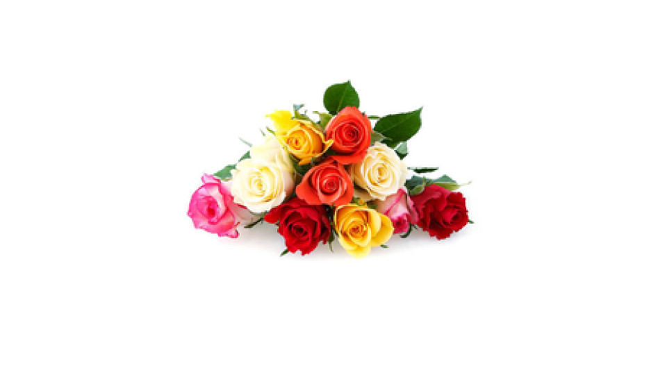 Rose Equosolidali x7