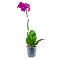 Orchidea Phalenopsis Vaso 9cm Colori Assortiti