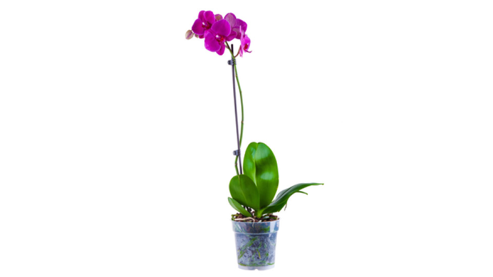 Orchidea Phalenopsis Vaso 9cm Colori Assortiti