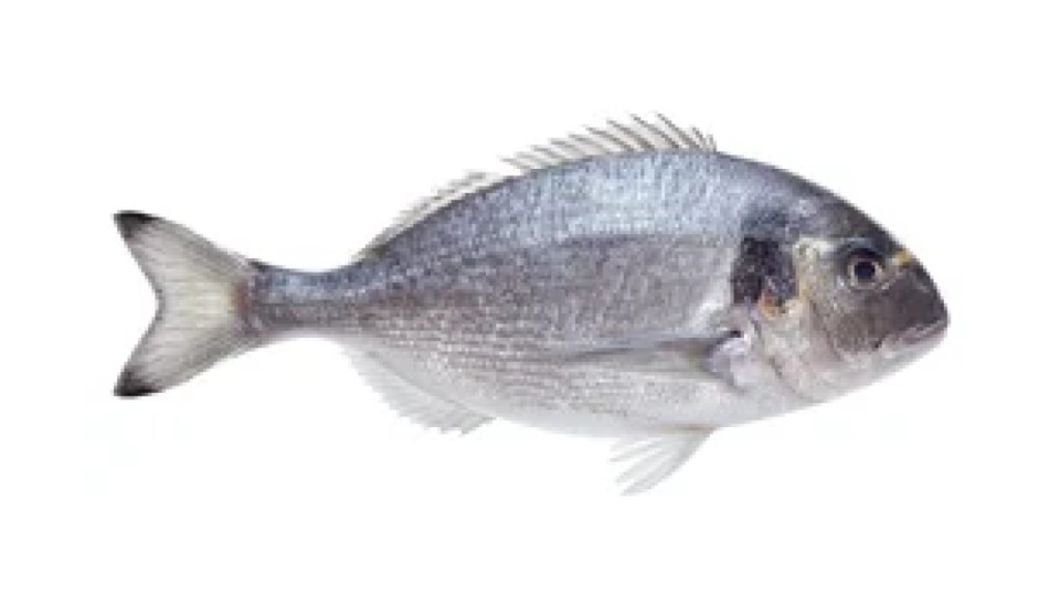 Orata Allevata 400/600